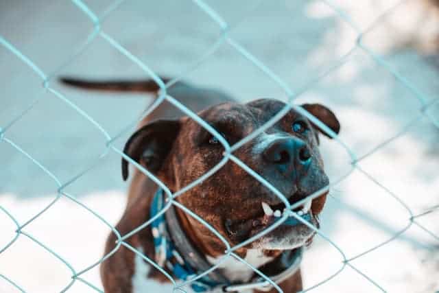 Hungry Dogs Run pictures for the podcast dog behind a fence