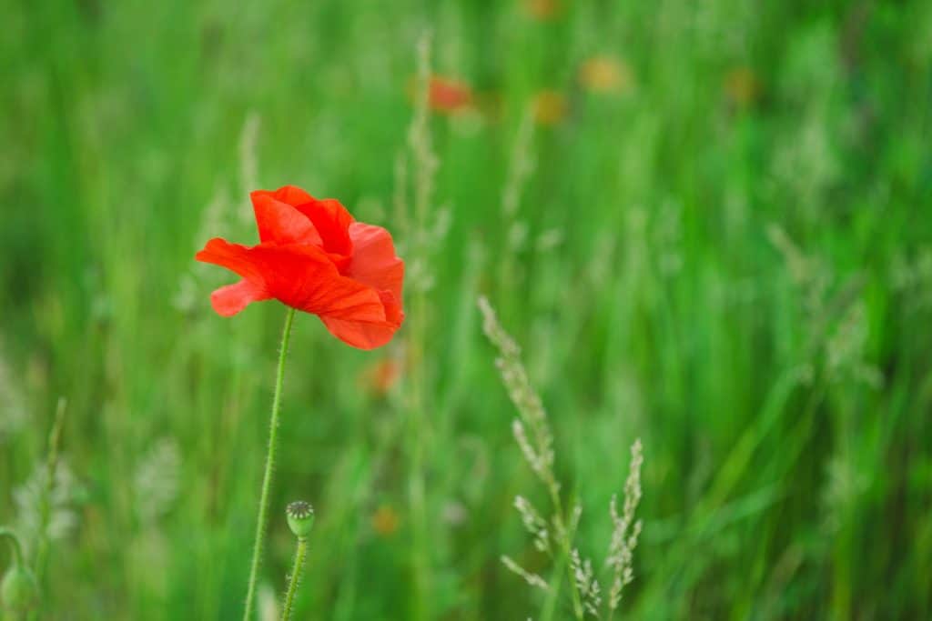 s4e10 - Dealing with Tall Poppy Syndrome